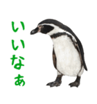 ほほえみフレンズ ペンギンのきままな生活（個別スタンプ：9）