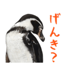 ほほえみフレンズ ペンギンのきままな生活（個別スタンプ：11）