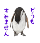 ほほえみフレンズ ペンギンのきままな生活（個別スタンプ：12）