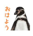 ほほえみフレンズ ペンギンのきままな生活（個別スタンプ：13）