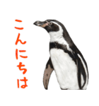 ほほえみフレンズ ペンギンのきままな生活（個別スタンプ：14）