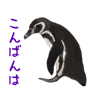 ほほえみフレンズ ペンギンのきままな生活（個別スタンプ：15）