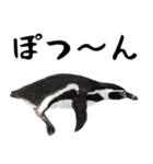 ほほえみフレンズ ペンギンのきままな生活（個別スタンプ：18）