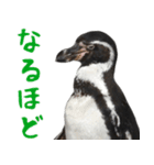 ほほえみフレンズ ペンギンのきままな生活（個別スタンプ：19）