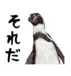 ほほえみフレンズ ペンギンのきままな生活（個別スタンプ：20）