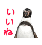 ほほえみフレンズ ペンギンのきままな生活（個別スタンプ：22）