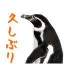 ほほえみフレンズ ペンギンのきままな生活（個別スタンプ：23）