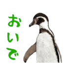 ほほえみフレンズ ペンギンのきままな生活（個別スタンプ：24）