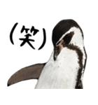 ほほえみフレンズ ペンギンのきままな生活（個別スタンプ：26）