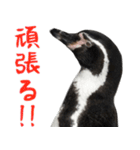 ほほえみフレンズ ペンギンのきままな生活（個別スタンプ：27）