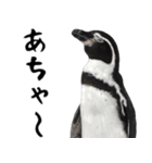 ほほえみフレンズ ペンギンのきままな生活（個別スタンプ：28）