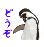 ほほえみフレンズ ペンギンのきままな生活（個別スタンプ：29）