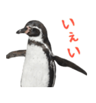 ほほえみフレンズ ペンギンのきままな生活（個別スタンプ：31）