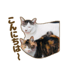 枚方キャッツ（個別スタンプ：5）