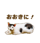 枚方キャッツ（個別スタンプ：7）