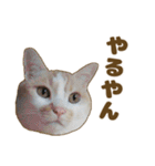 枚方キャッツ（個別スタンプ：10）