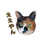 枚方キャッツ（個別スタンプ：12）