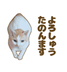 枚方キャッツ（個別スタンプ：17）