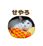 枚方キャッツ（個別スタンプ：18）