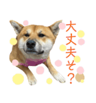 さんすけ part2（個別スタンプ：3）
