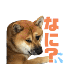 さんすけ part2（個別スタンプ：5）