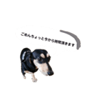 いつでも使いやすい！愛犬ロー太のスタンプ（個別スタンプ：1）