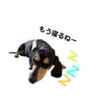 いつでも使いやすい！愛犬ロー太のスタンプ（個別スタンプ：2）