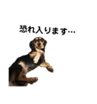 いつでも使いやすい！愛犬ロー太のスタンプ（個別スタンプ：3）