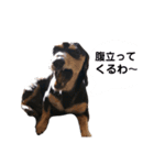 いつでも使いやすい！愛犬ロー太のスタンプ（個別スタンプ：4）