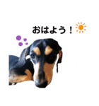 いつでも使いやすい！愛犬ロー太のスタンプ（個別スタンプ：5）