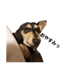 いつでも使いやすい！愛犬ロー太のスタンプ（個別スタンプ：8）