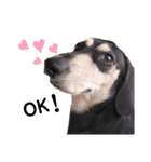 いつでも使いやすい！愛犬ロー太のスタンプ（個別スタンプ：10）