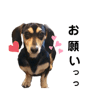 いつでも使いやすい！愛犬ロー太のスタンプ（個別スタンプ：14）