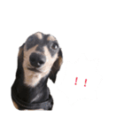 いつでも使いやすい！愛犬ロー太のスタンプ（個別スタンプ：24）