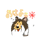 シェルティ百面相（個別スタンプ：1）
