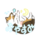 シェルティ百面相（個別スタンプ：8）