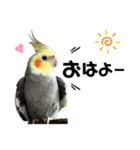 オカメインコのモコちゃん（個別スタンプ：1）