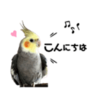 オカメインコのモコちゃん（個別スタンプ：2）