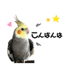 オカメインコのモコちゃん（個別スタンプ：3）
