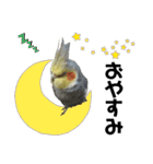 オカメインコのモコちゃん（個別スタンプ：4）