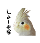 オカメインコのモコちゃん（個別スタンプ：5）