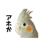 オカメインコのモコちゃん（個別スタンプ：6）