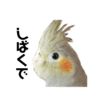 オカメインコのモコちゃん（個別スタンプ：7）