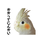 オカメインコのモコちゃん（個別スタンプ：8）