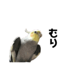 オカメインコのモコちゃん（個別スタンプ：11）