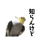 オカメインコのモコちゃん（個別スタンプ：12）