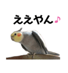 オカメインコのモコちゃん（個別スタンプ：13）
