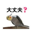 オカメインコのモコちゃん（個別スタンプ：14）