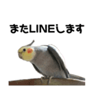 オカメインコのモコちゃん（個別スタンプ：15）
