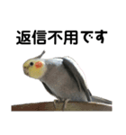 オカメインコのモコちゃん（個別スタンプ：16）